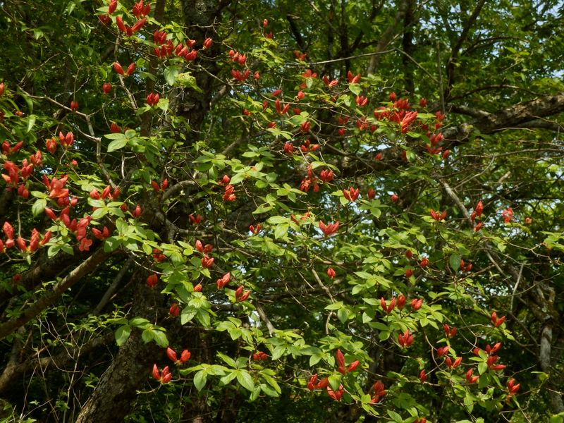 大倉尾根のヤマツツジ
