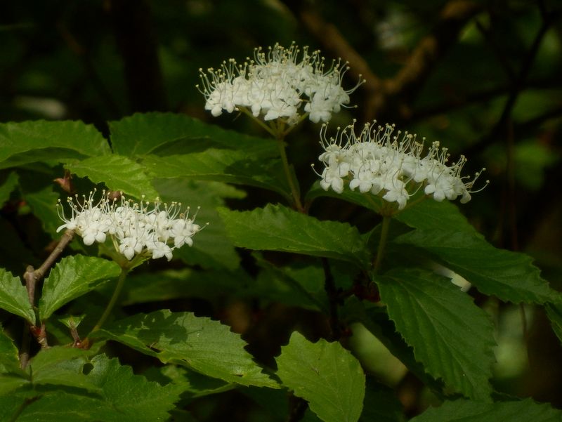 ミヤマガマズミ