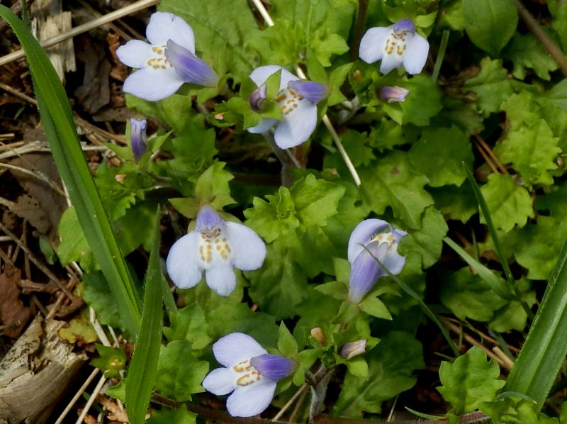 ムラサキサギゴケ