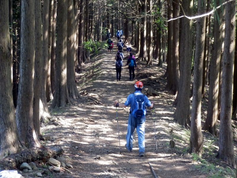 雑事場ノ平への並木道