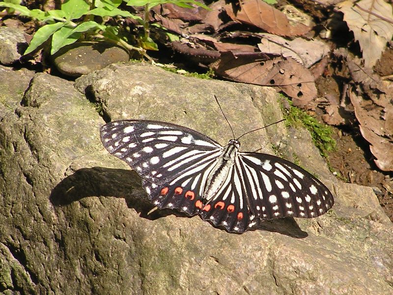 日和田山 -- ここにもアカボシゴマダラが進出していた