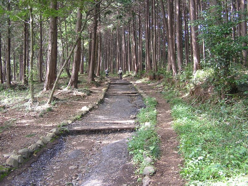 日和田山 -- 杉、檜のチップで舗装された登山道