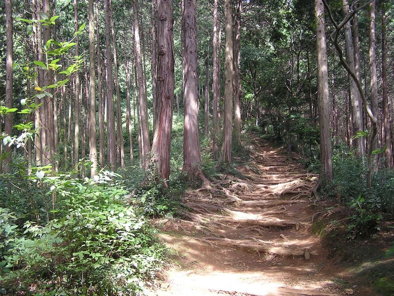 日和田山 -- ゆるやかな女坂