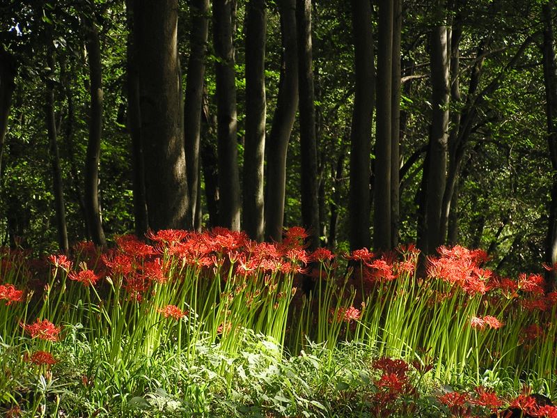 日和田山 -- いよいよヒガンバナ群生地
