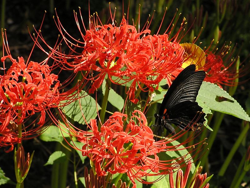 和田山 -- ヒガンバナとナガサキアゲハ