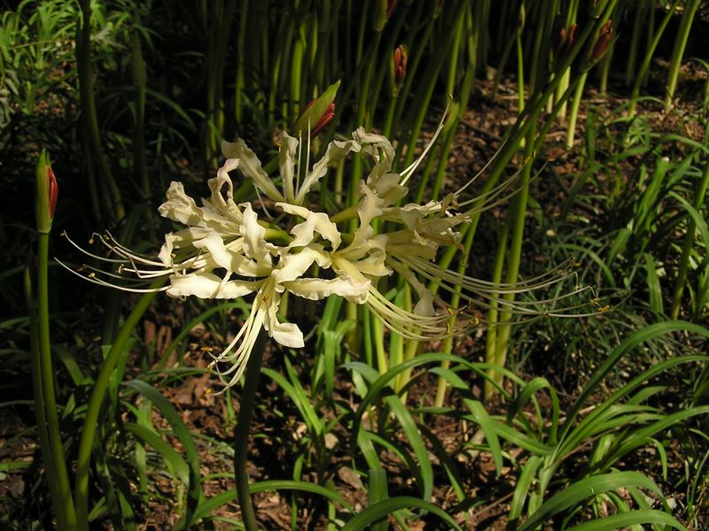 日和田山 -- ここには1本だけあったシロヒガンバナ