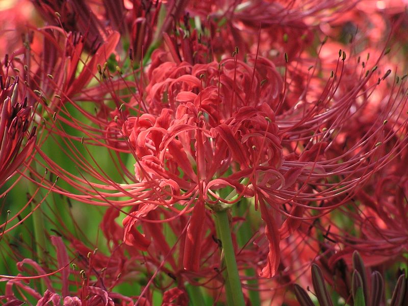 日和田山 -- ヒガンバナ群生地