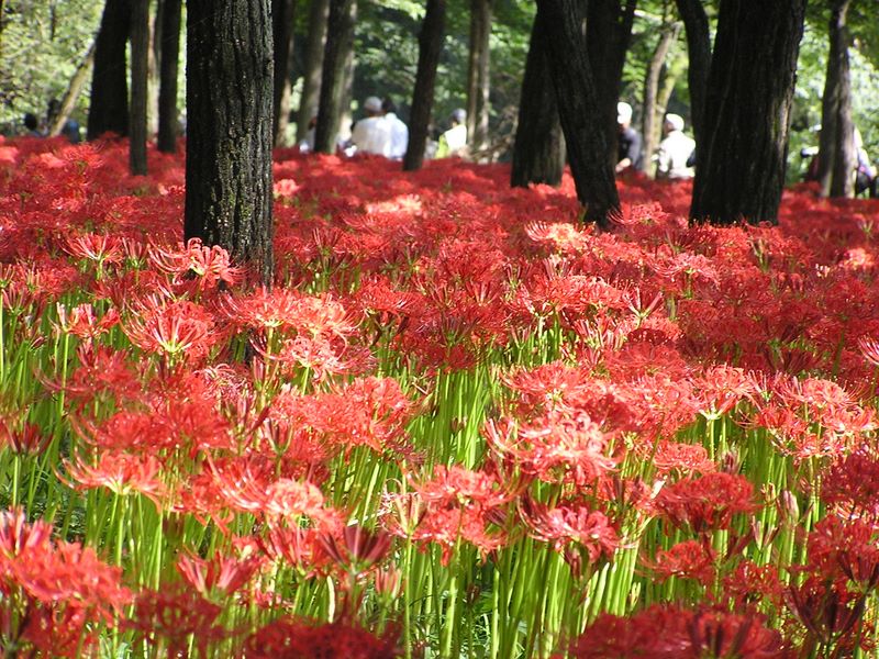 日和田山 -- ヒガンバナ群生地