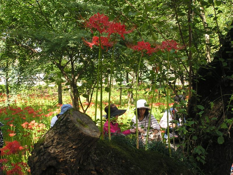 日和田山 -- ヒガンバナ群生地
