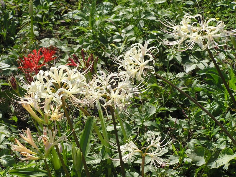 日和田山 -- 紅白はめでたい