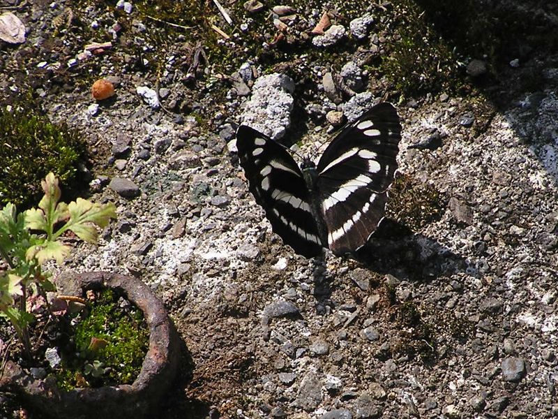 本仁田山 -- 最初に歓迎してくれたのは、この蝶だった。