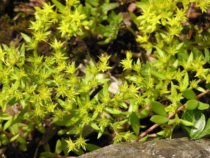 萌黄色のヒメレンゲ