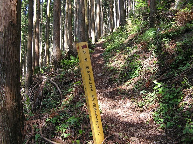 送電鉄塔、3号、4号、5号に沿って登って行く