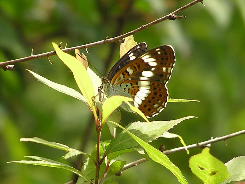 イチモンジチョウ