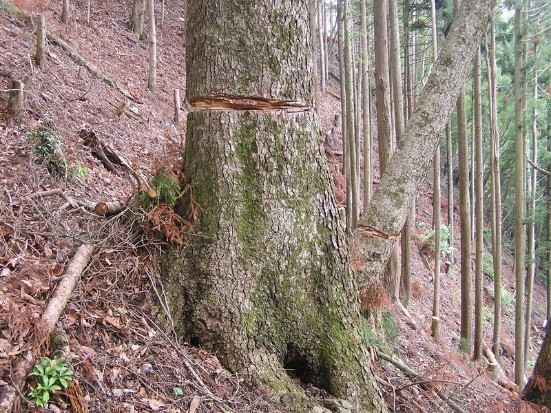 広葉樹の一部は、形成層が切断されていた