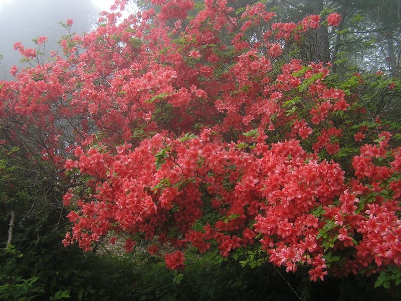 本仁田山頂の色鮮やかなヤマツツジ