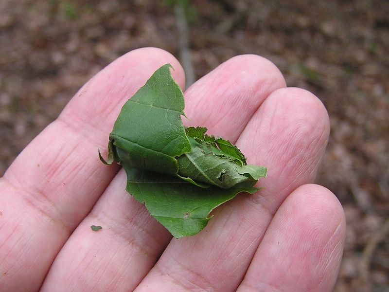 本仁田山 -- オトシブミ