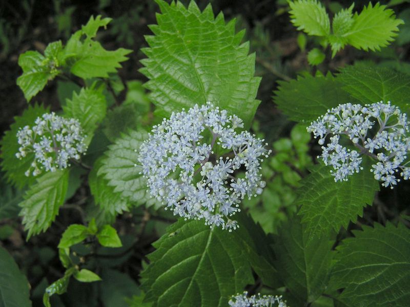 本仁田山 -- 涼しげな色のコアジサイ