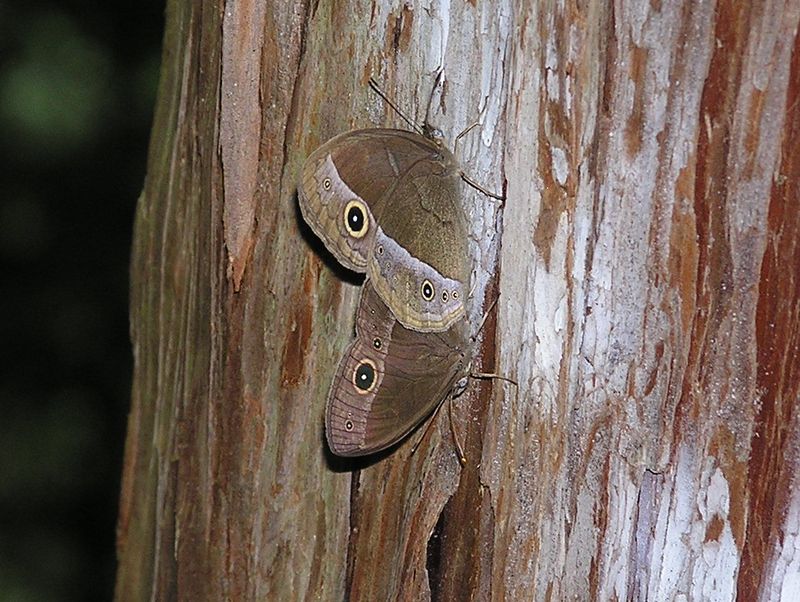 本仁田山 -- どうやって飛ぶのかな？（コジャノメ）