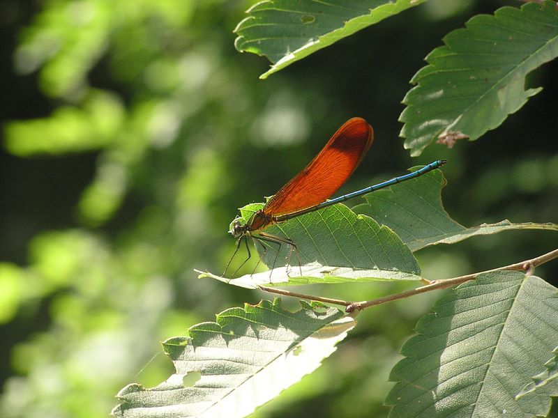 本社ヶ丸 -- 笹子川に架かる橋から、ミヤマカワトンボ
