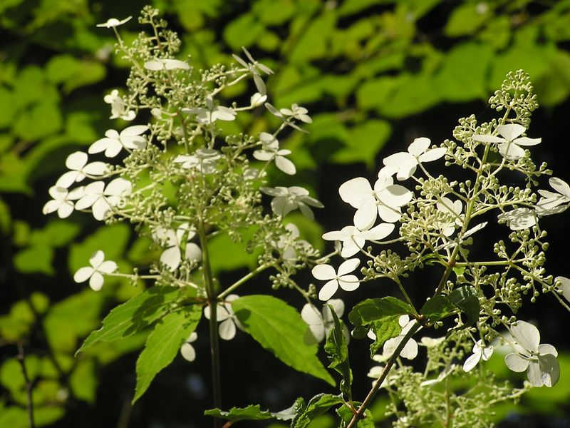 本社ヶ丸 -- ノリウツギ