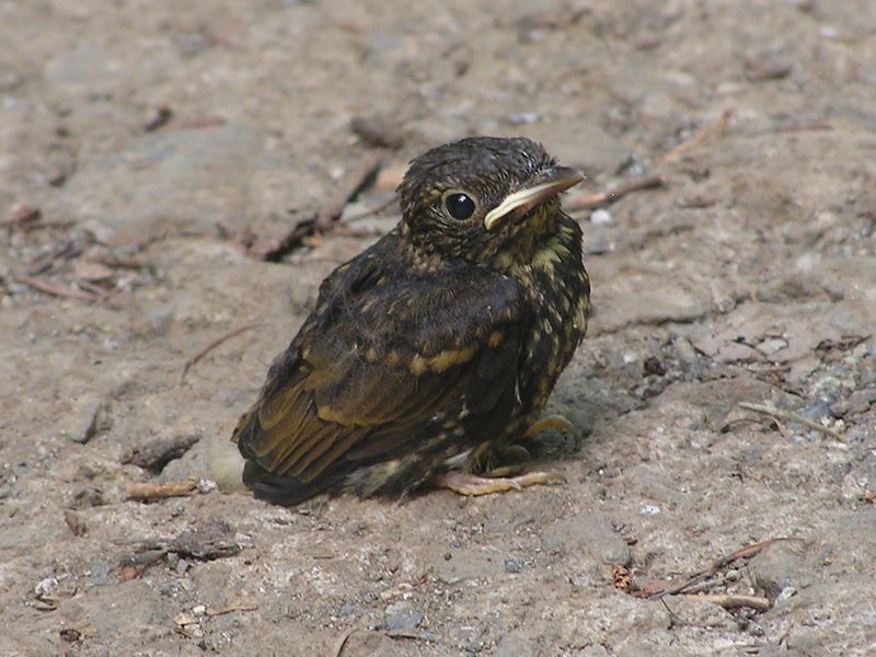 本社ヶ丸 -- 道の脇から2羽の雛が飛び出してきた
