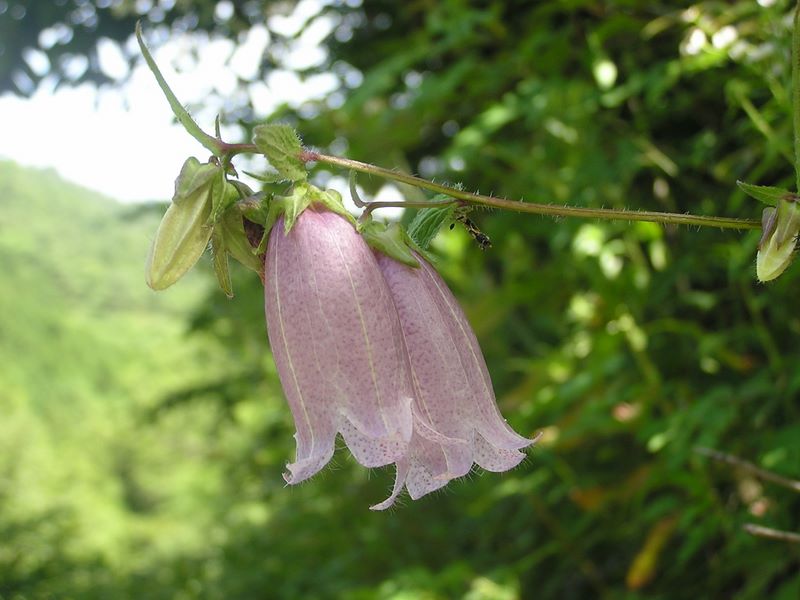 本社ヶ丸 -- ヤマホタルブクロ