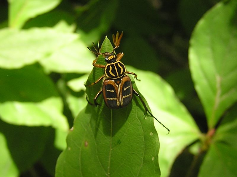 本社ヶ丸 -- オオトラフコガネ