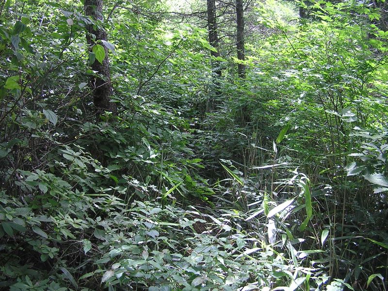 本社ヶ丸 -- 尾根道は藪こぎ