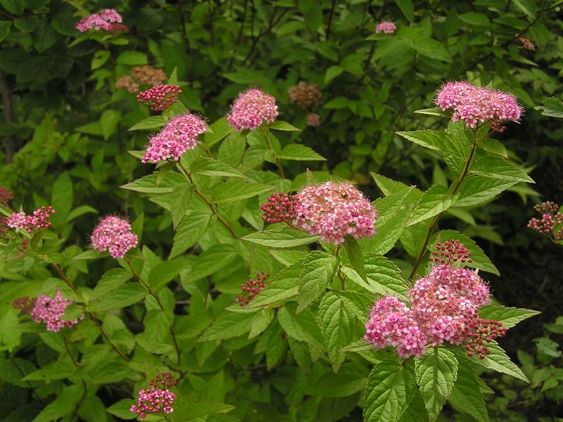 本社ヶ丸 -- シモツケのピンクはよく目立つ