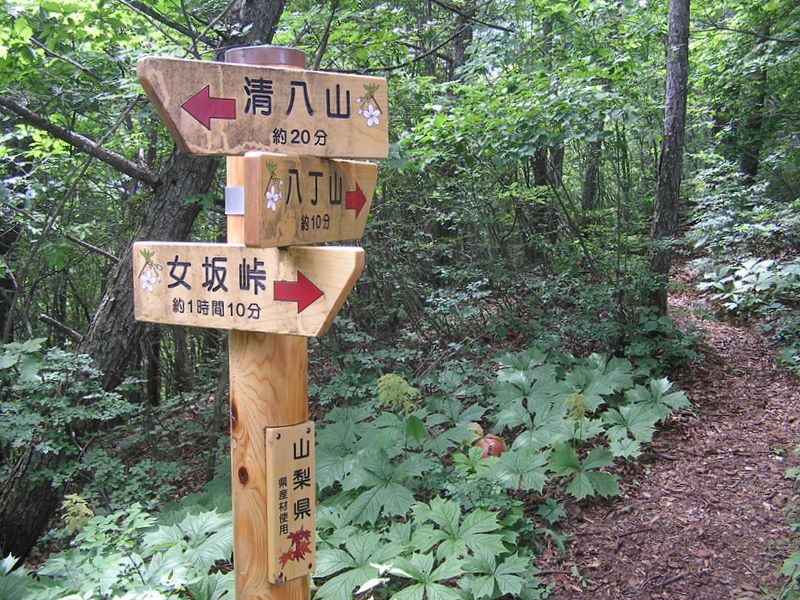 本社ヶ丸 -- やっとヤブこぎ終わり