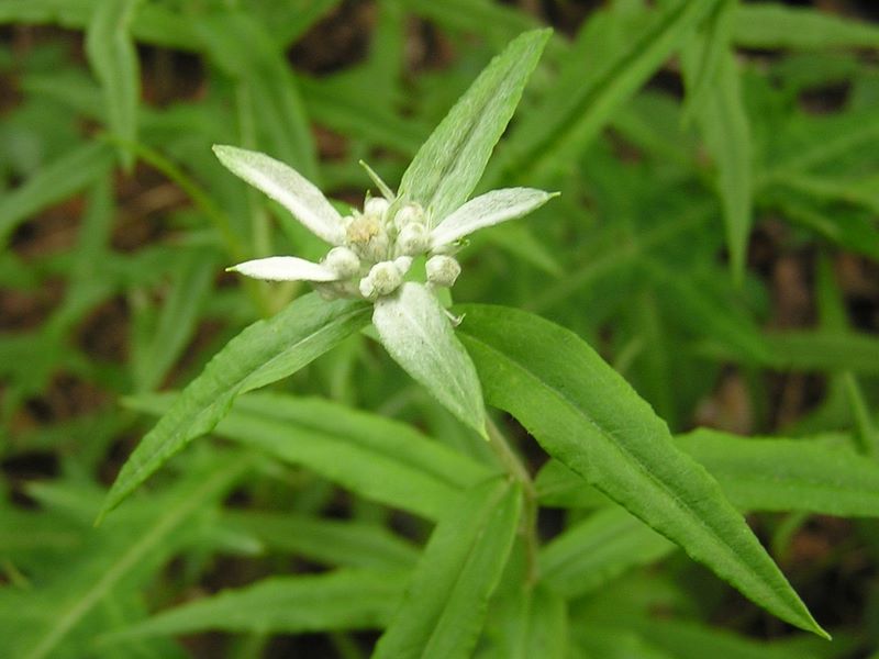 本社ヶ丸 -- ウスユキソウ