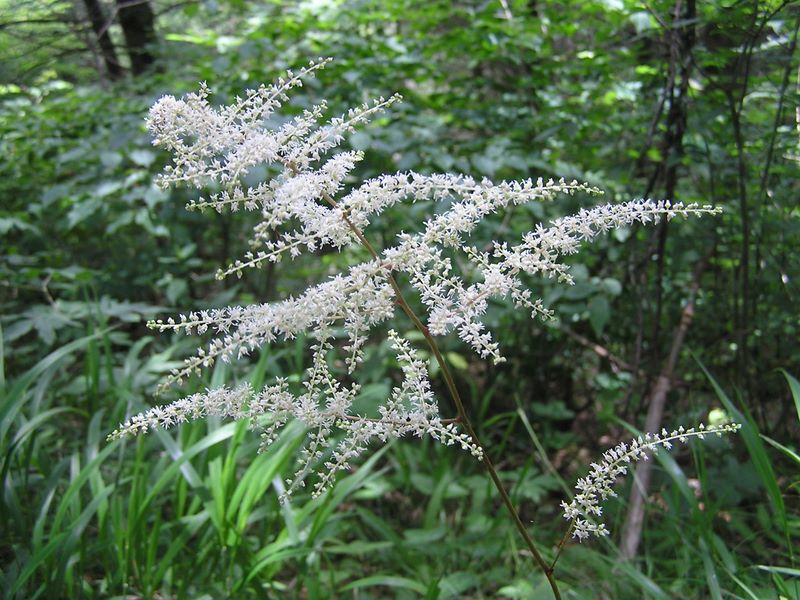 アカショウマかな？