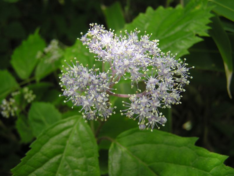 本社ヶ丸 -- コアジサイの花は涼しげな色あい