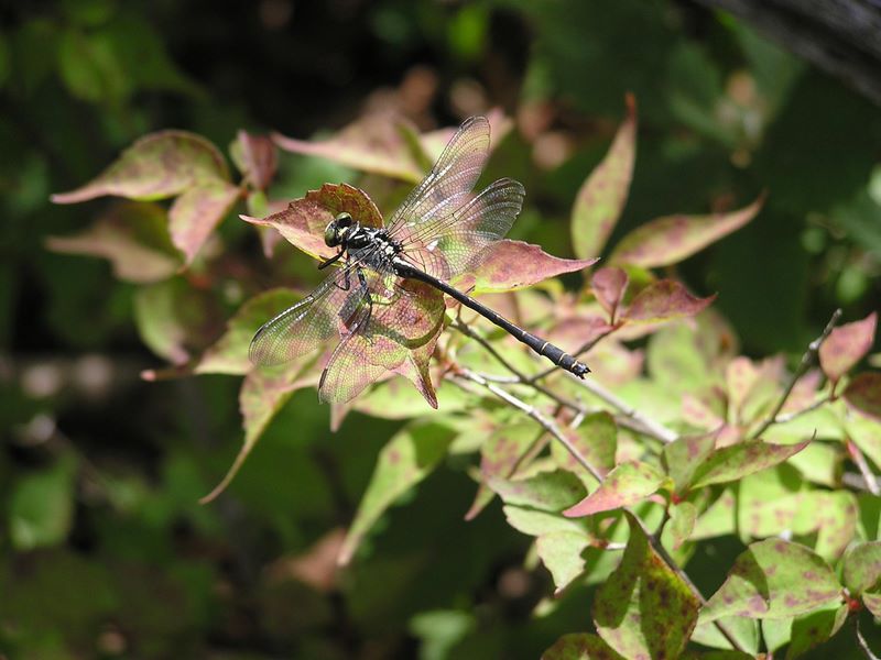 本社ヶ丸 -- クロサナエかなあ