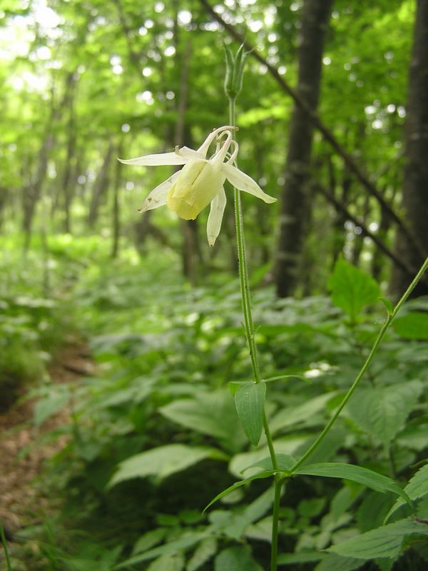 本社ヶ丸 -- キバナノヤマオダマキ