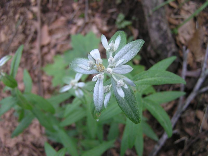 本社ヶ丸 -- ウスユキソウ