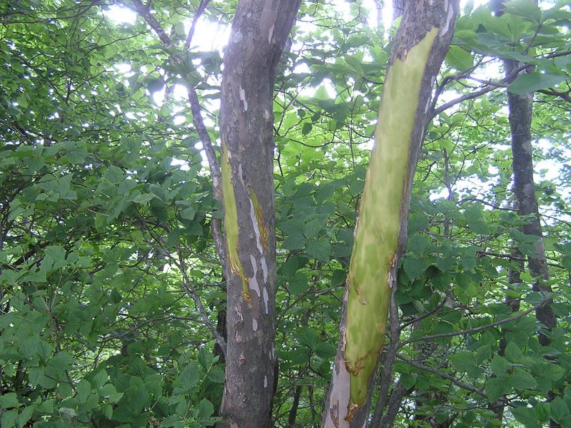 本社ヶ丸 -- シカの仕業？