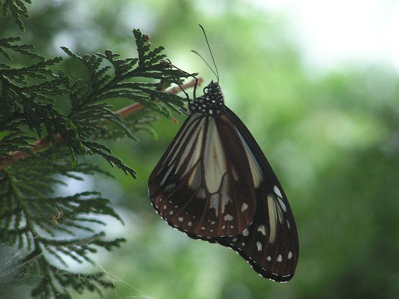 本社ヶ丸 -- アサギマダラ