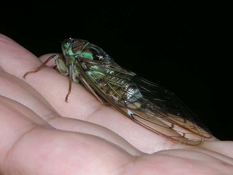 本社ヶ丸 -- ヒグラシ（♀）