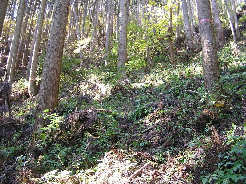 市道山・臼杵山 -- 踏み跡のほとんど残っていない道だが