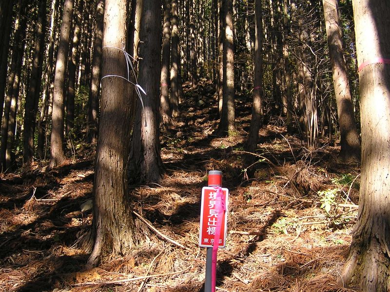 市道山・臼杵山 -- 左手の尾根に立ったら、登り易くなった