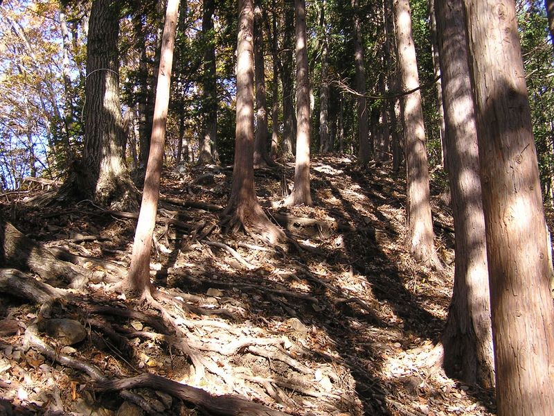 市道山・臼杵山 -- やっと縦走路に飛び出す