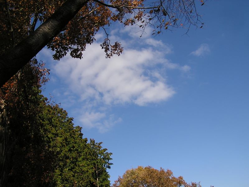 市道山・臼杵山 -- 空を見上げて、市道山を後に