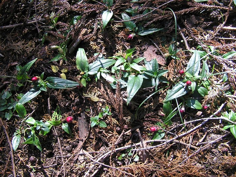 市道山・臼杵山 -- ツルリンドウの赤い実