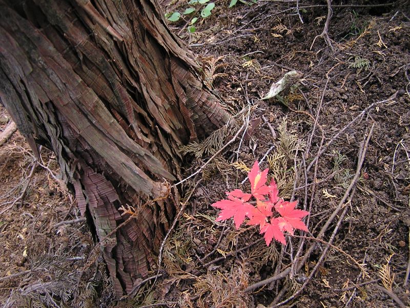 市道山・臼杵山 -- こんな小さなモミジも一人前に赤くなって