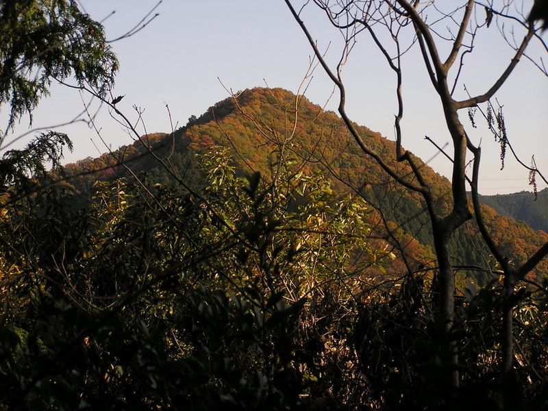 グミ尾根から枝越しに629m峰を望む