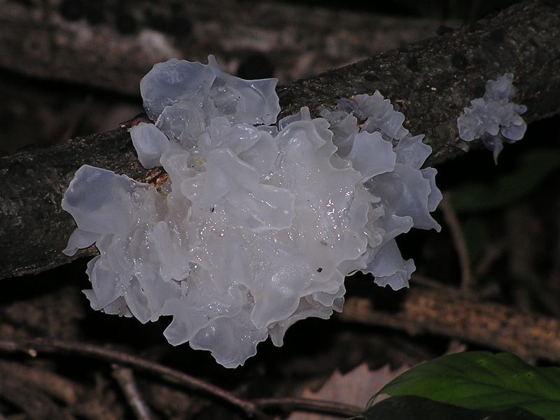 市道山・臼杵山 -- へんなキノコ