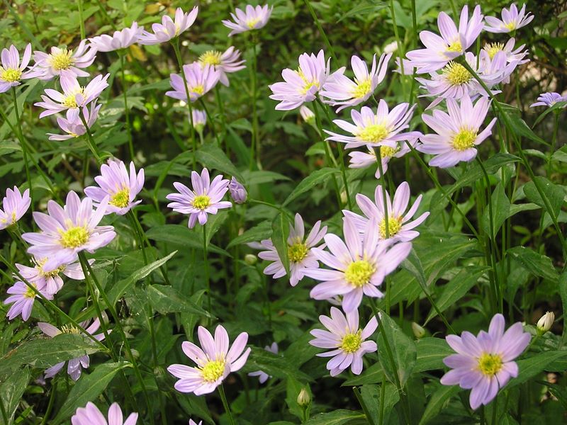 高尾山・稲荷山コース -- 高尾山口駅を出るとミヤコワスレ？