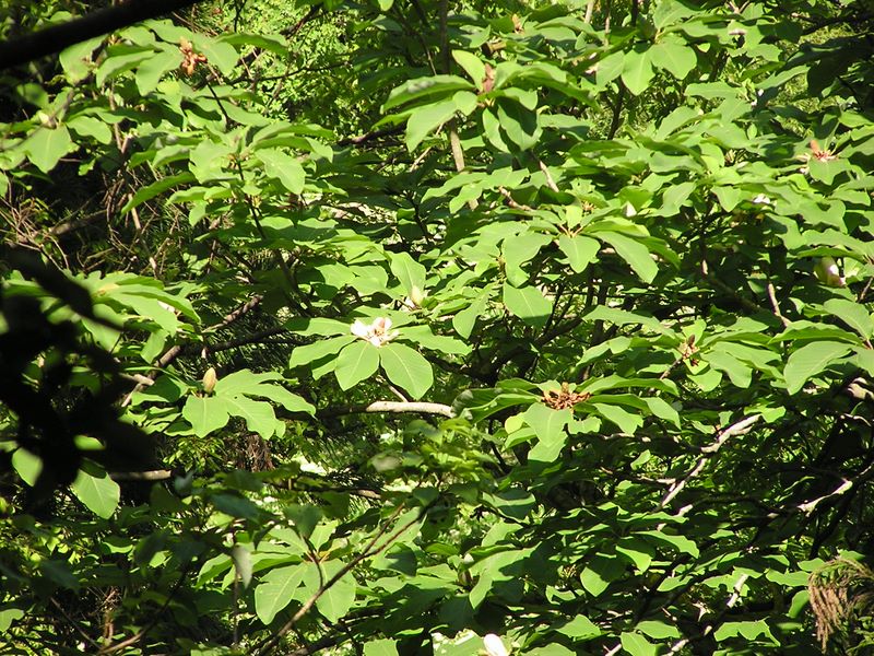 高尾山・稲荷山コース -- ホオノキ